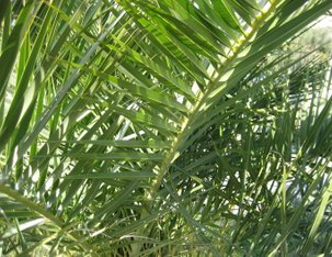 Palme im Garten vom Ifoha Turm